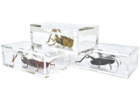 The Private Eye Clear Acrylic - Box "C" with specimen