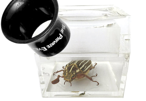 The Private Eye Acrylic Magnifier - Box "B" with specimen