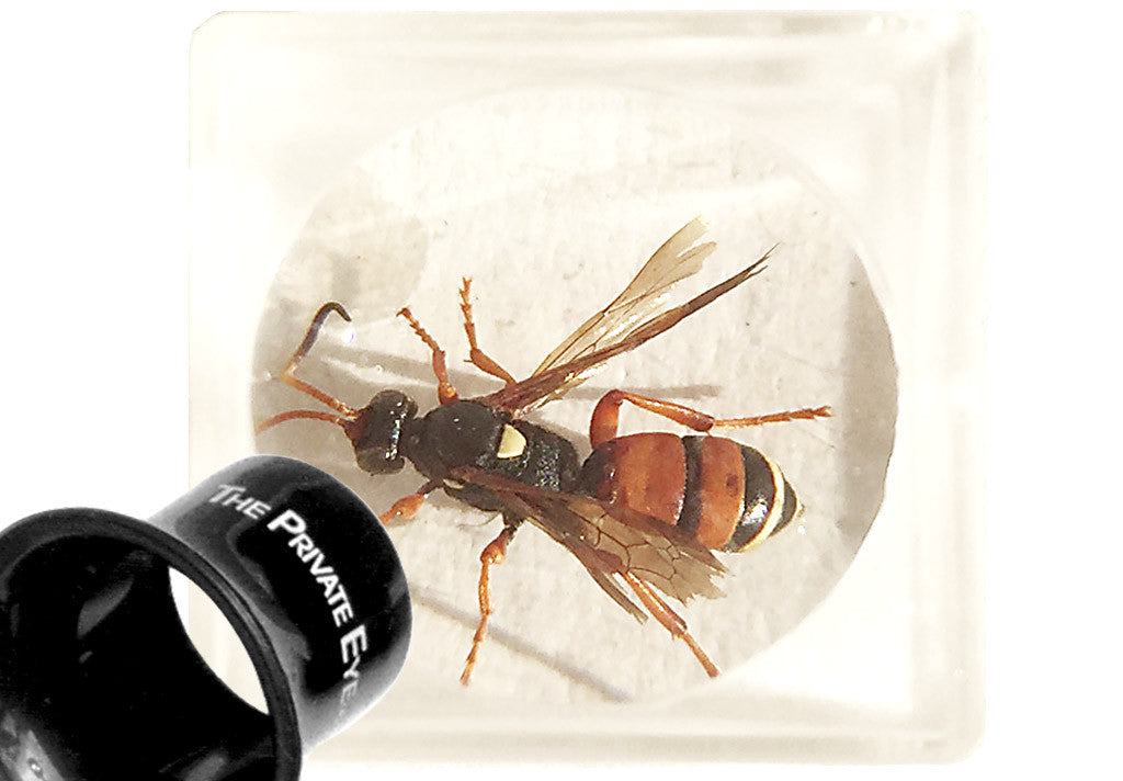 The Private Eye Acrylic Magnifier Box "A" The Private Eye Project