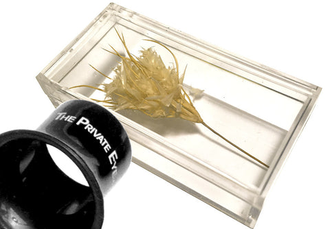 The Private Eye Clear Acrylic - Box "C" with specimen and loupe