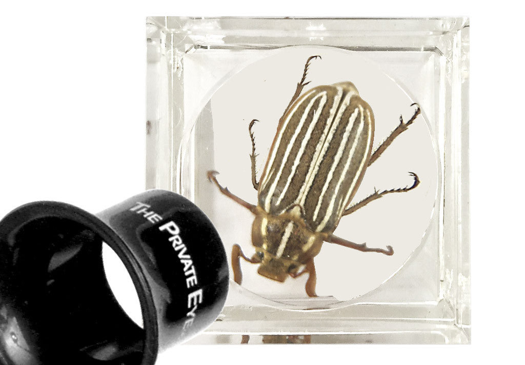 The Private Eye Acrylic Magnifier Box "B" The Private Eye Project